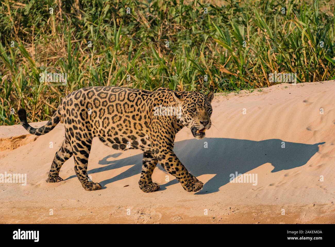 Jaguar (Panthera onca) male on riverbank,  Cuiaba River, Pantanal Matogrossense National Park, Pantanal, Brazil. Stock Photo