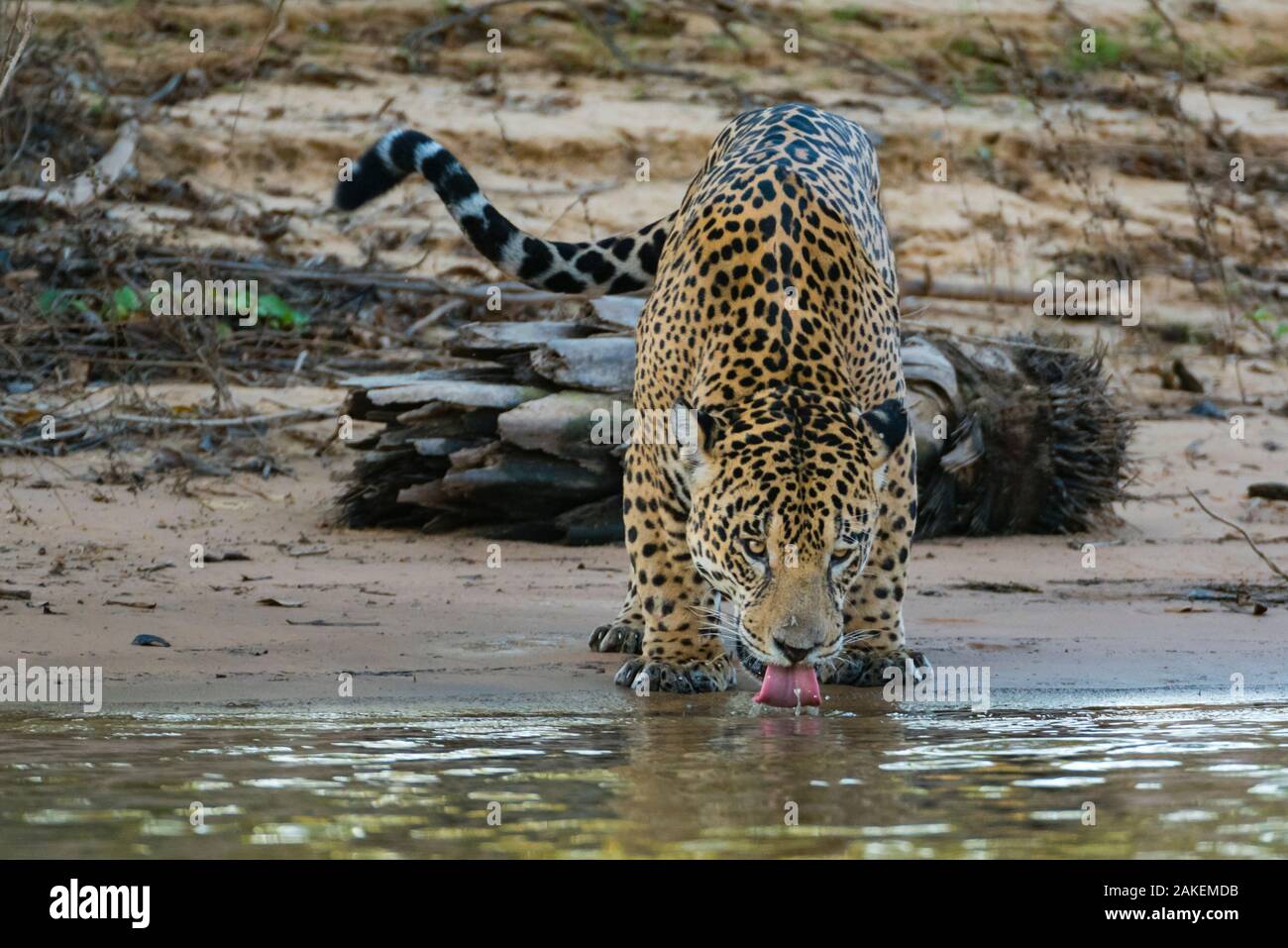 Jaguar (Panthera onca) male drinking,  Cuiaba River, Pantanal Matogrossense National Park, Pantanal, Brazil. Stock Photo