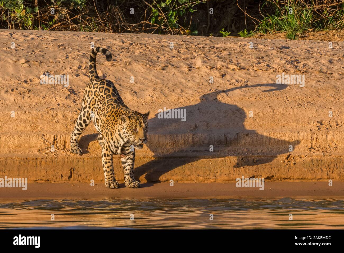 Jaguar (Panthera onca) on river bank, Cuiaba River, Pantanal Matogrossense National Park, Pantanal, Brazil. Stock Photo