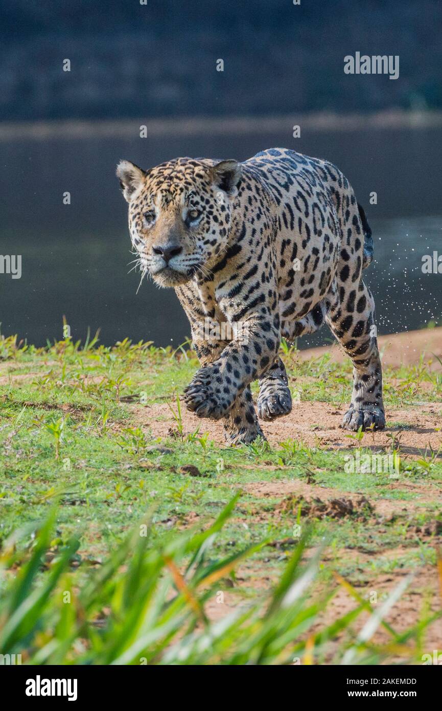 Jaguar (Panthera onca) walking along river bank, Cuiaba River, Pantanal Matogrossense National Park, Pantanal, Brazil. Stock Photo