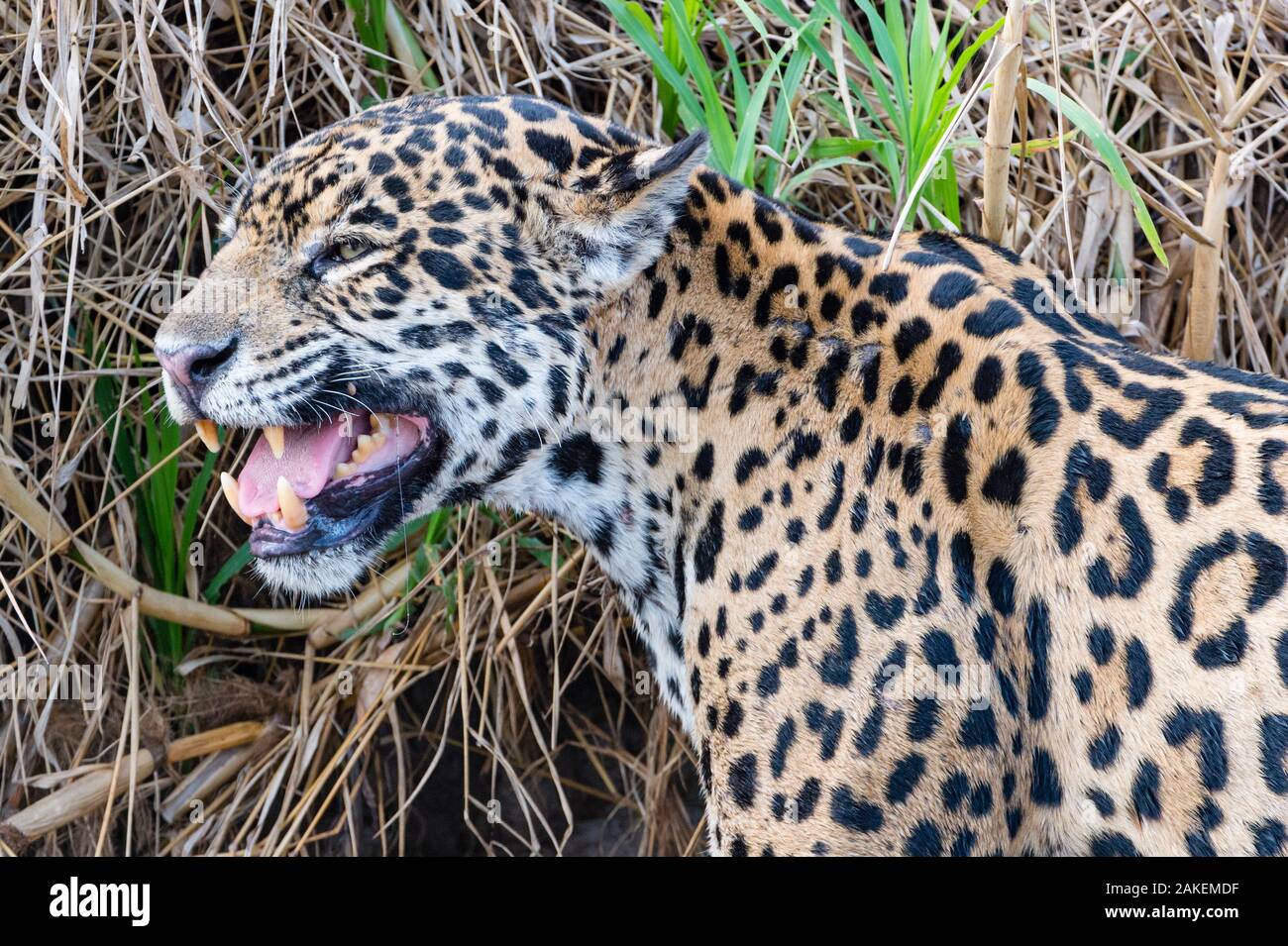 Jaguar (Panthera onca)  female , smelling scent marking of male. Cuiaba River, Pantanal Matogrossense National Park, Pantanal, Brazil. Stock Photo