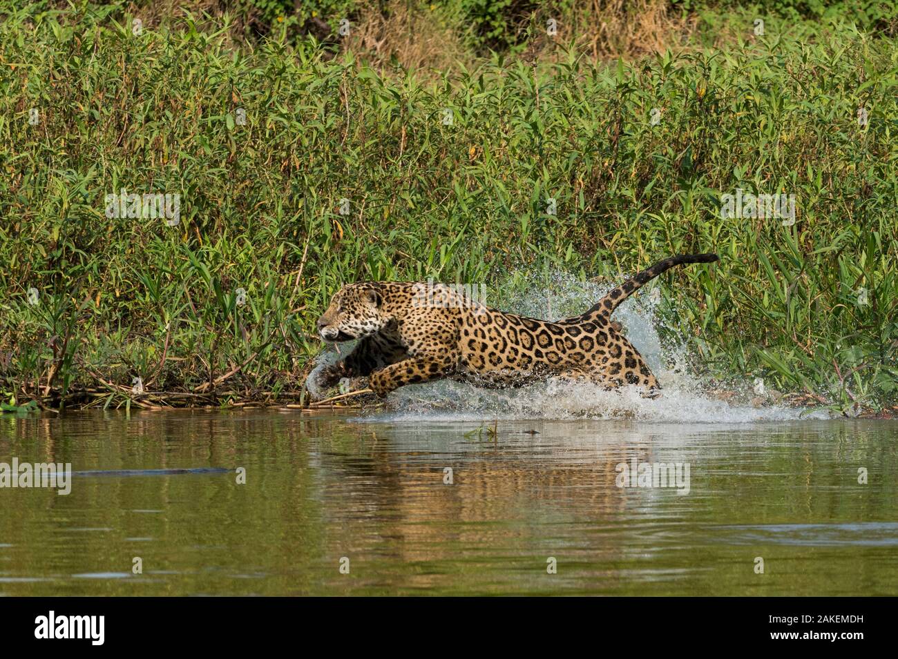 Jaguar (Panthera onca) male, chasing a Caiman. Cuiaba River, Pantanal Matogrossense National Park, Pantanal, Brazil. Stock Photo