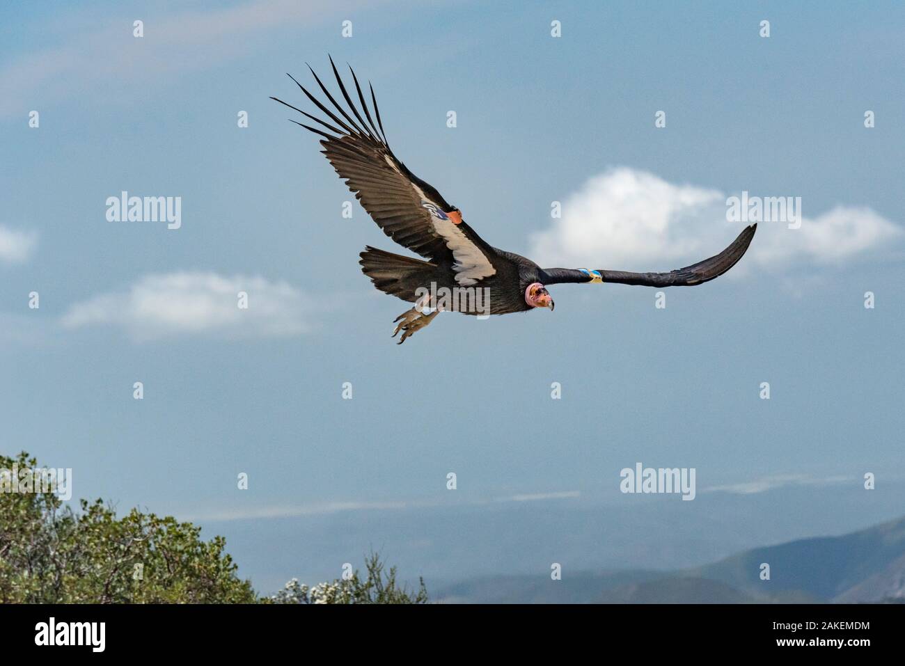 Wild California condor (Gymnogyps californianus) in flight, with wing tag and transmitter, Baja, Mexico. Stock Photo
