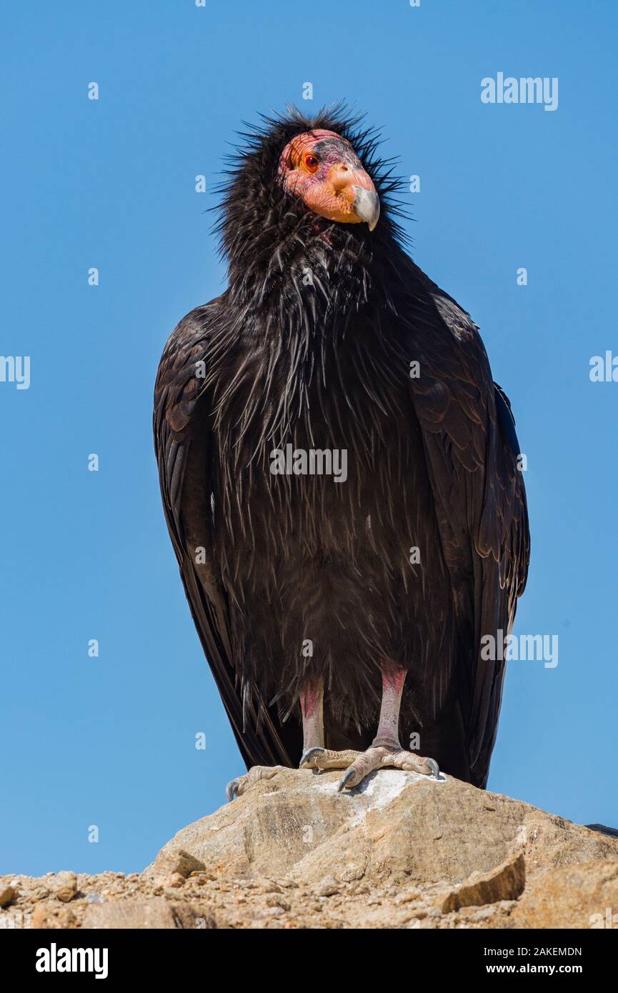 Wild California condor (Gymnogyps californianus) near San Pedro Martir National Park, Northern Baja California, Mexico. Stock Photo