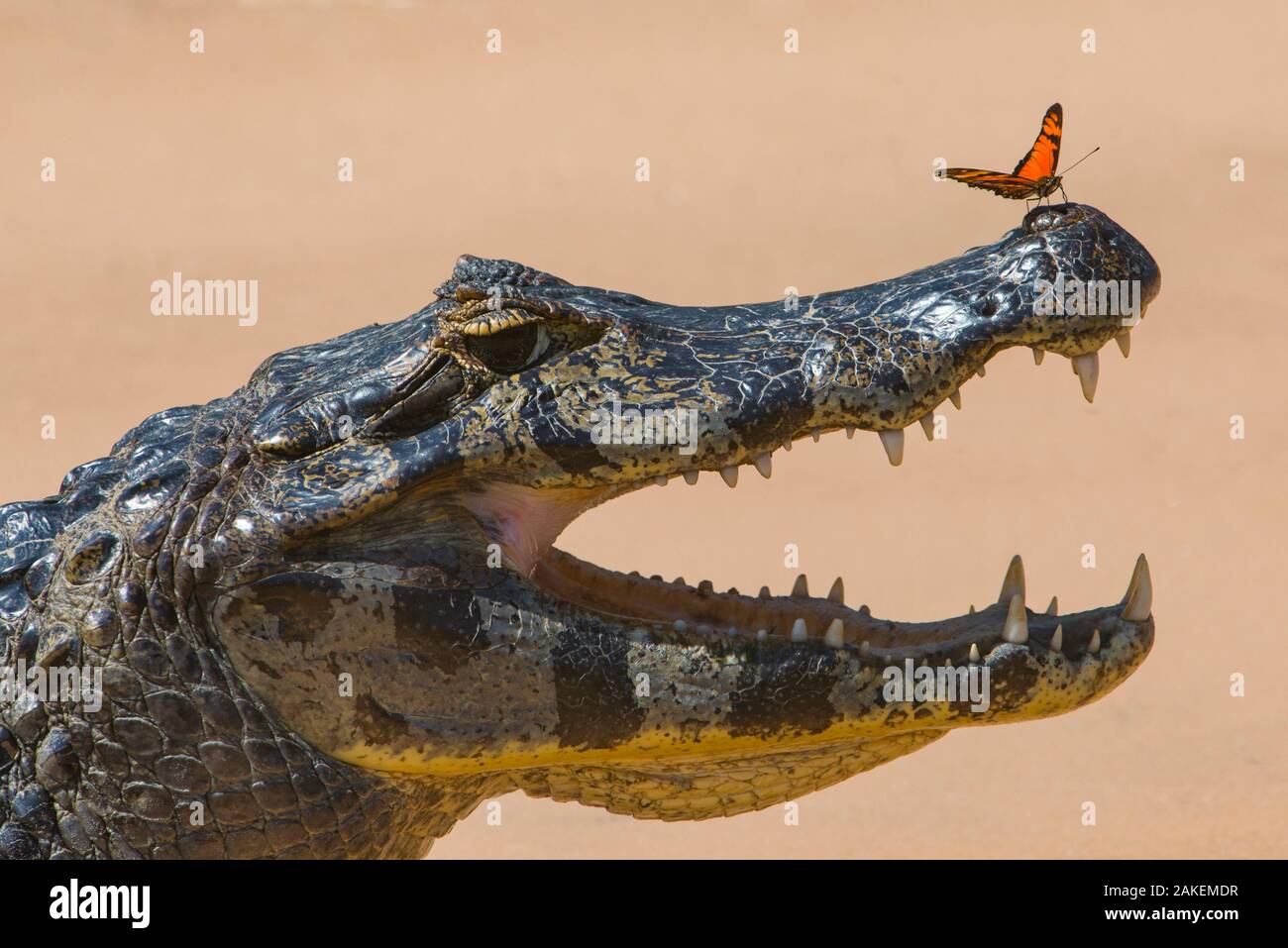 Yacare caiman (Caiman yacare) with butterfly on snout, Cuiaba River, Pantanal Matogrossense National Park, Pantanal, Brazil. Stock Photo