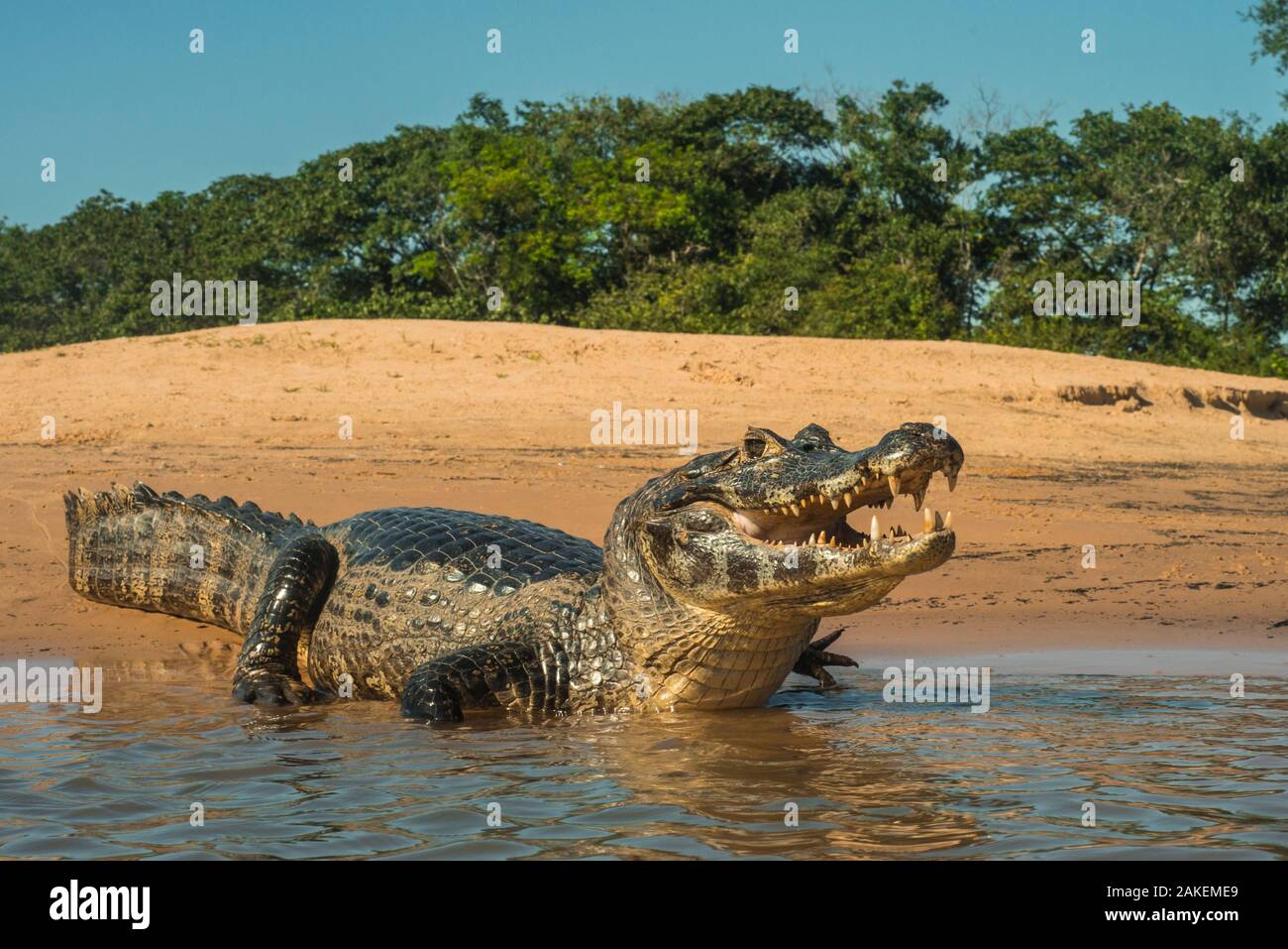 Yacare caiman (Caiman yacare) on river bank, Cuiaba River, Pantanal Matogrossense National Park, Pantanal, Brazil. Stock Photo