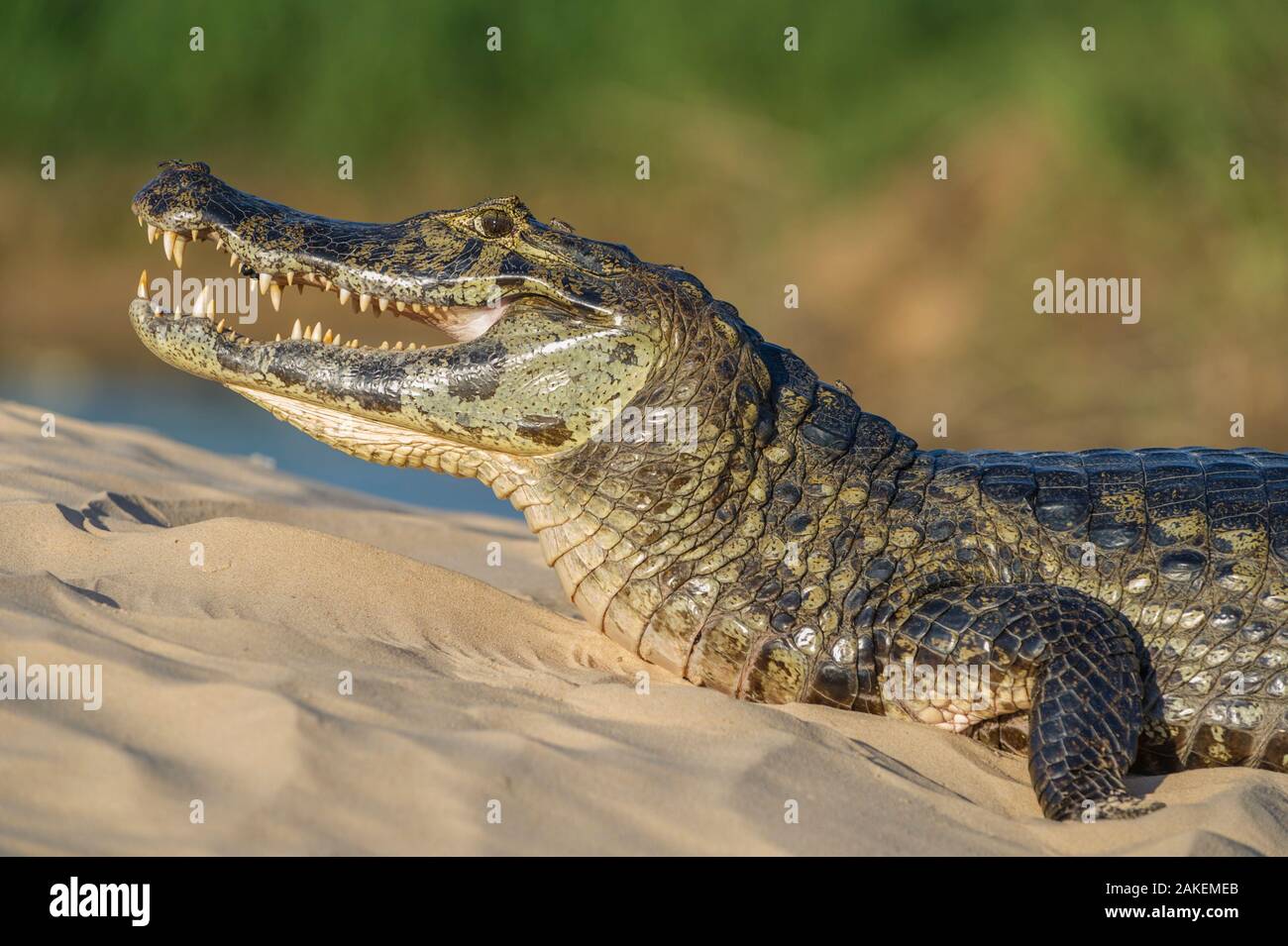 Yacare caiman (Caiman yacare) on river bank, Cuiaba River, Pantanal Matogrossense National Park, Pantanal, Brazil. Stock Photo