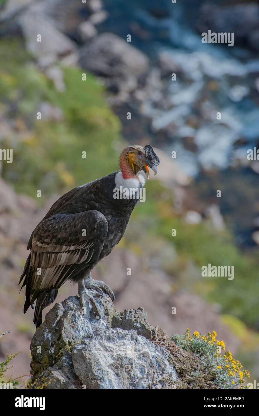 Andean condor (Vultur gryphus) adult male, Nirihuao Canyon, Coyhaique,  Patagonia, Chile. Stock Photo