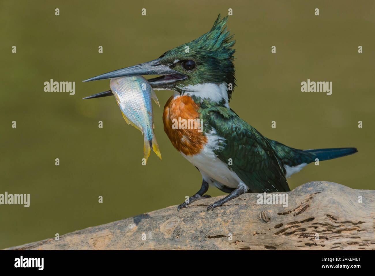 Amazon kingfisher (Chloroceryle amazona) with fish, Cuiaba, Pantanal Matogrossense National Park, Pantanal, Brazil. Stock Photo