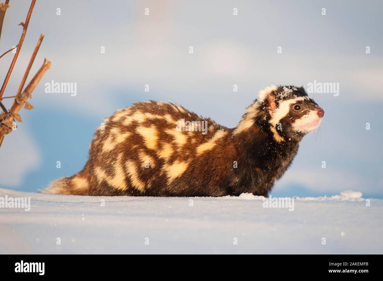 Marbled polecat (Vormela peregusna) Stavropol, Russia. December. Stock Photo