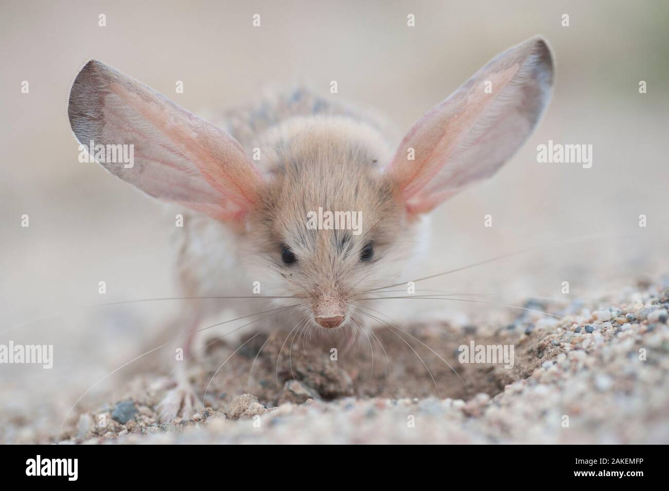 Desert Jerboa High Resolution Stock Photography and Images - Alamy