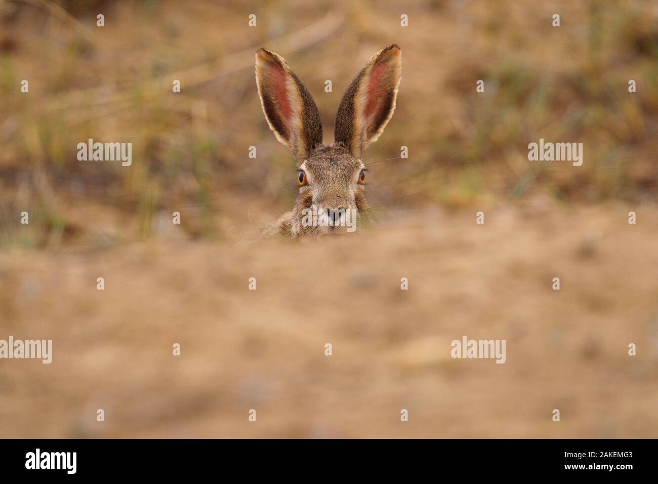 Desert hare (Lepus tibetanus)face and ears  portrait, Inner Mongolia, China Stock Photo