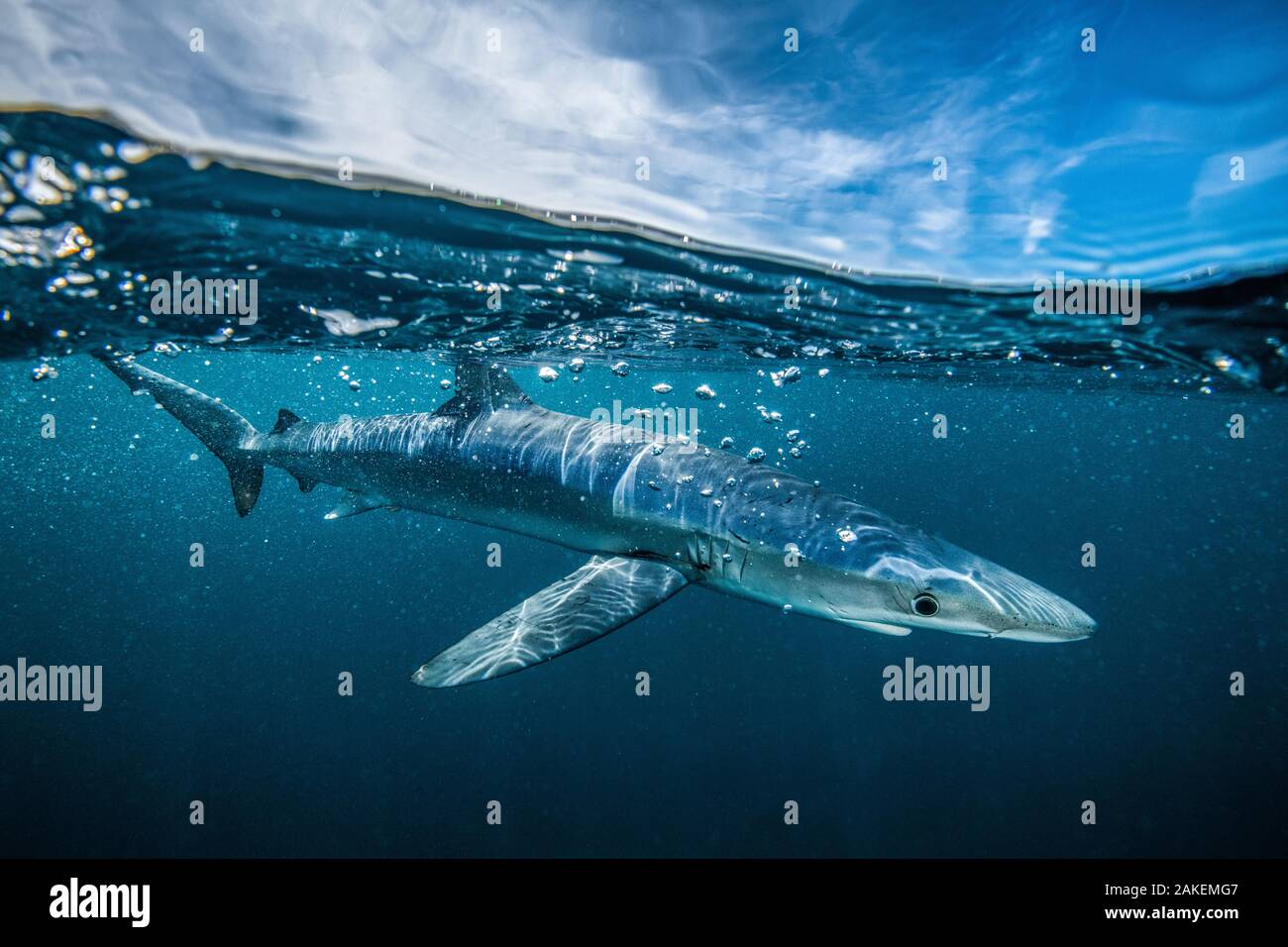 Blue shark (Prionace glauca) off Halifax, Nova Scotia, Canada. July. Stock Photo