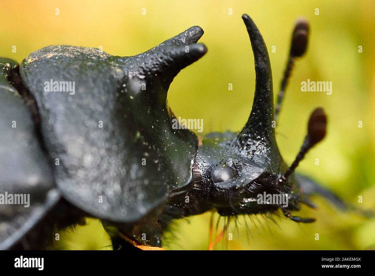 Rhinoceros beetle, (Oryctes sp) on a moss covered tree trunk , Tangjiahe National Nature Reserve, Sichuan Province, China Stock Photo
