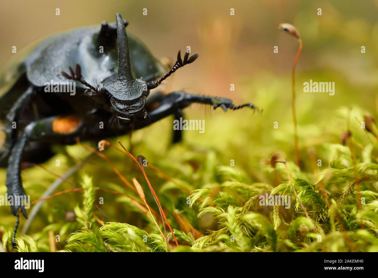 Rhinoceros beetle, (Oryctes sp) on a moss covered tree trunk , Tangjiahe National Nature Reserve, Sichuan Province, China Stock Photo