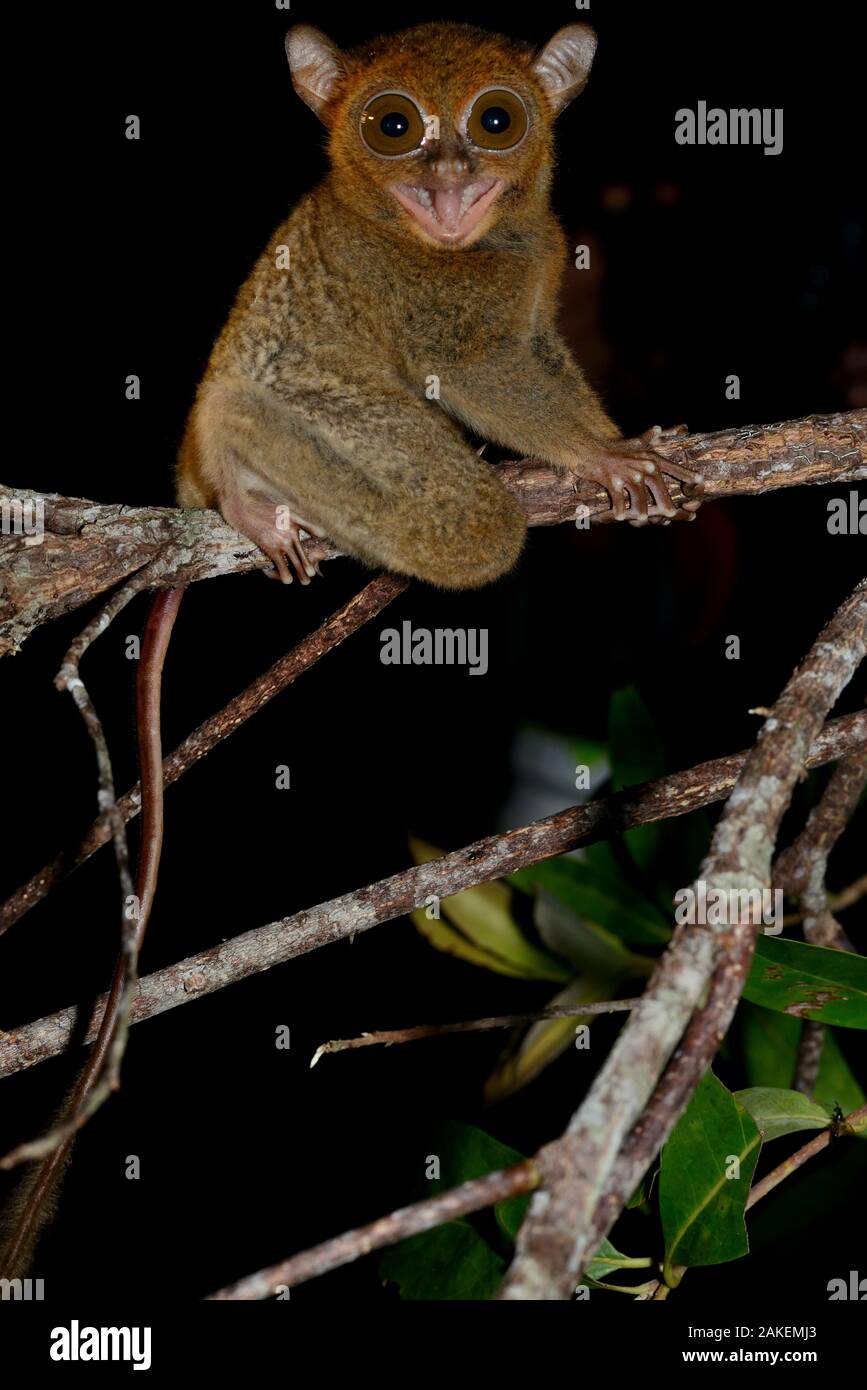 Horsfield's tarsier / Western tarsier ( Tarsius bancanus ssp. saltator)  Belitung Island, Sumatra, Indonesia. Endemic. Stock Photo