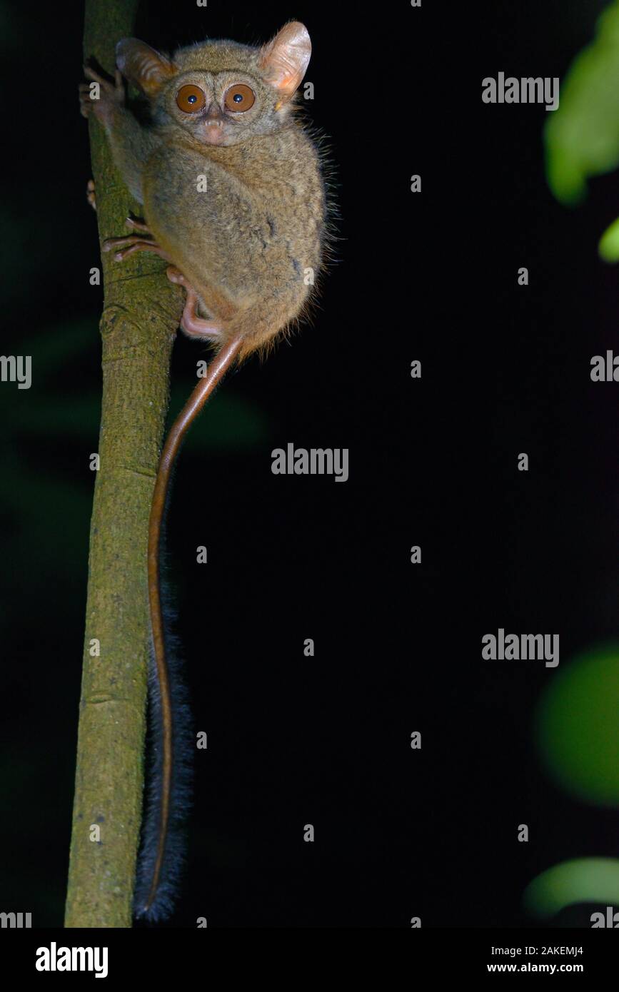 Gursky’s spectral tarsier (Tarsius spectrumgurskyae) North Sulawesi Stock Photo