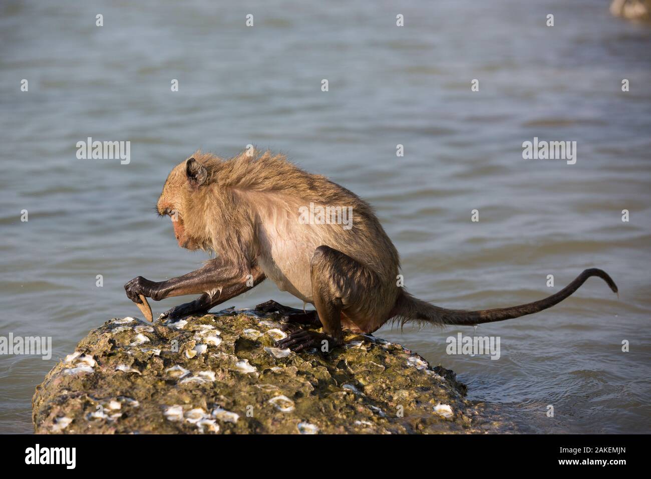 Long-tailed macaque (Macaca fascicularis) using stone to break open oysters. Koram island, Khao Sam Roi Yot National Park, Thailand. Stock Photo