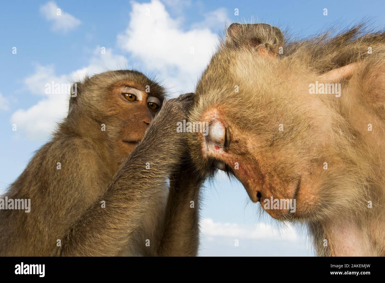 Long-tailed macaque (Macaca fascicularis)  grooming, Koram island                                  Khao Sam Roi Yot National Park, Thailand. Stock Photo