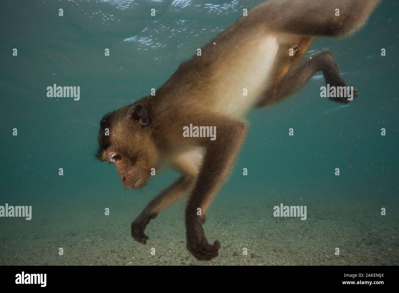 Long-tailed macaque (Macaca fascicularis) swimming. These macaques go underwater to play, or escape from a threat. When offering at temples are thrown into the water they swim and store it in their cheek pouches. Thailand. Stock Photo