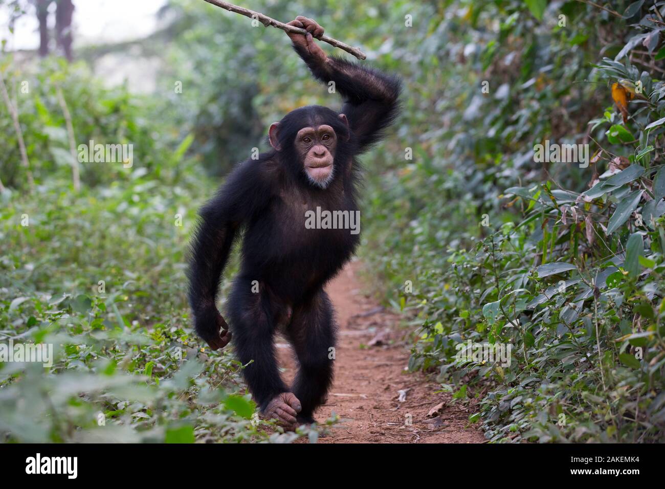 Chimpanzee (Pan troglodytes verus) 'Fanwaa' juvenile, age five, male is displaying in front of the observers, throwing sticks. Bossou, Republic of Guinea Stock Photo