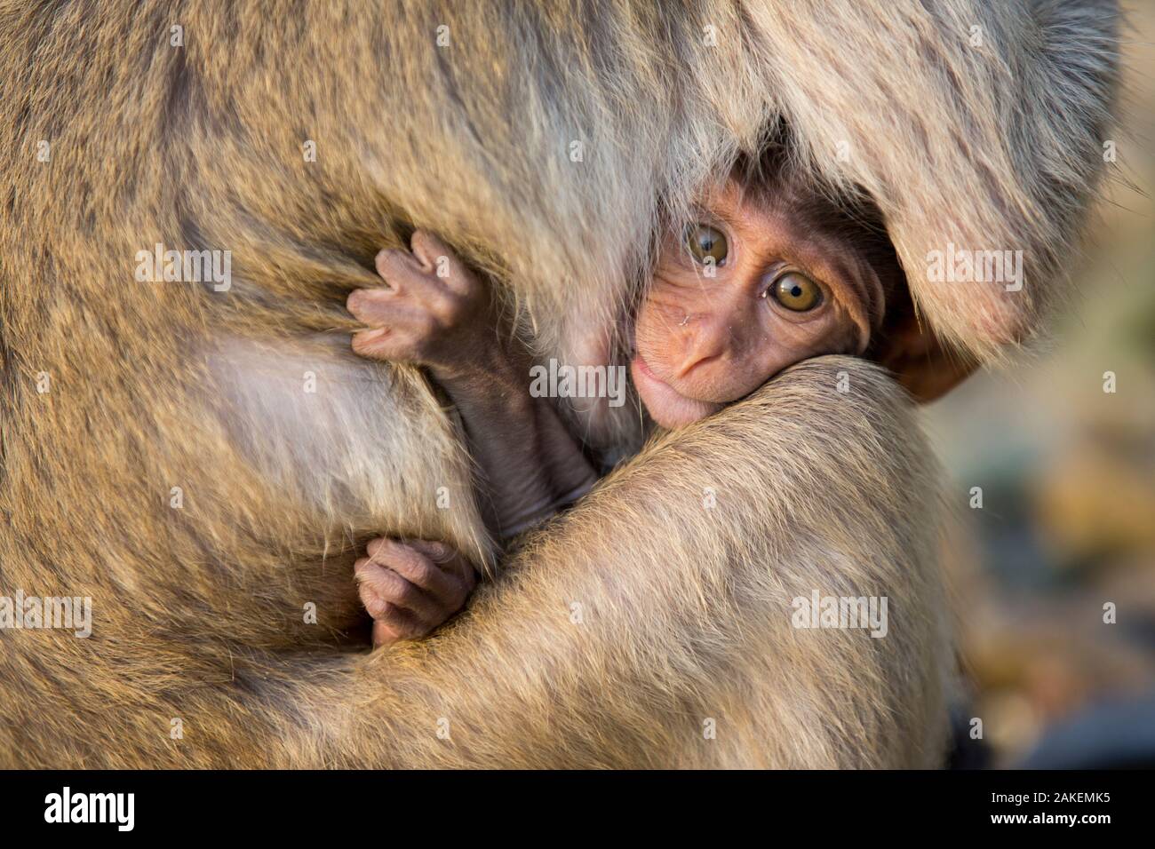 Long-tailed macaque (Macaca fascicularis) baby suckling,  Koram island, Khao Sam Roi Yot National Park, Thailand. Stock Photo