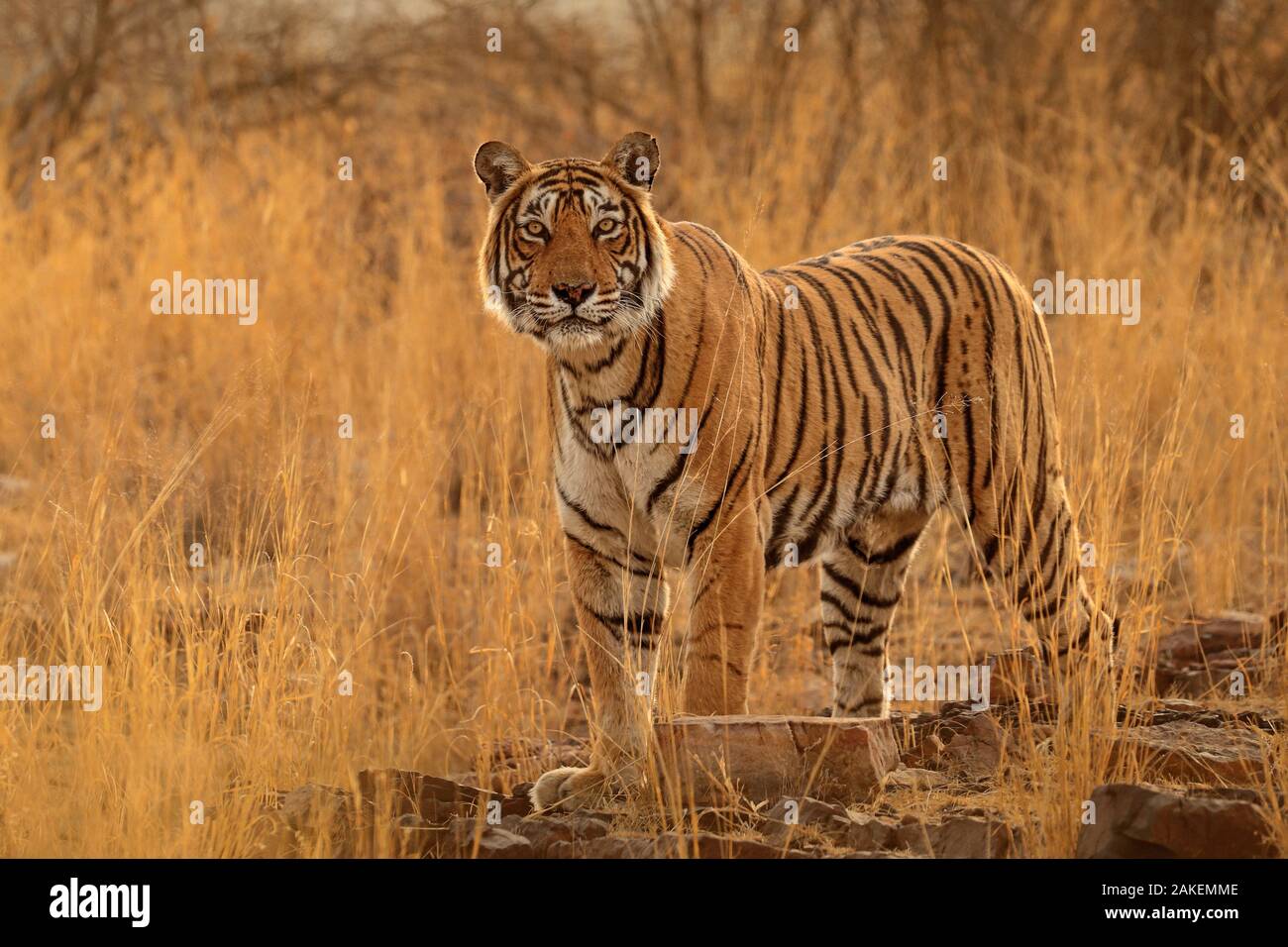 Bengal Tiger Panthera Tigris Female T19 Krishna Ranthambhore