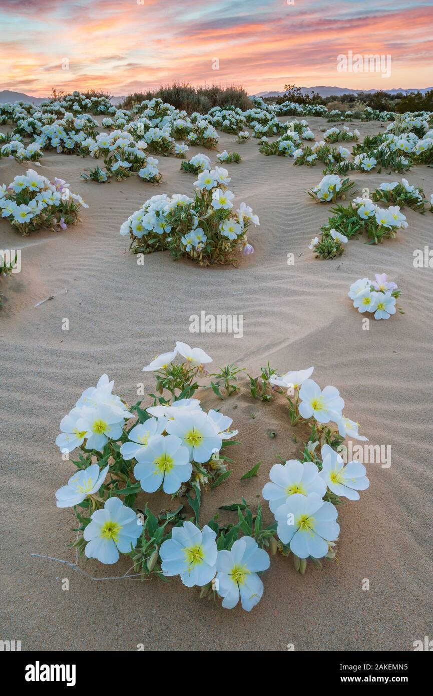 Birdcage evening primrose (Oenothera deltoides) flowering in the sand