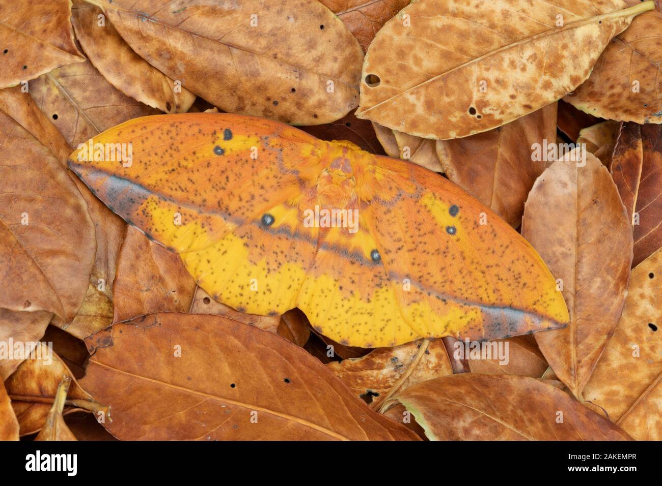 Saturniid moth camouflaged hi-res stock photography and images - Alamy