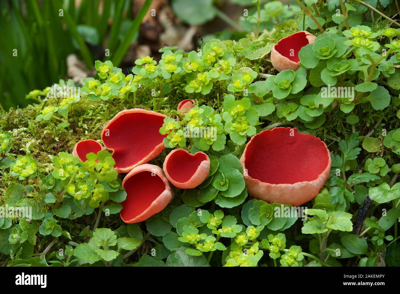 Scarlet elf cup fungus (Sarcoscypha coccinea) amongst Opposite-leaved golden-saxifrage (Chrysosplenium oppositifolium). Clare Glen, Tandragee, County Armagh. March. Stock Photo