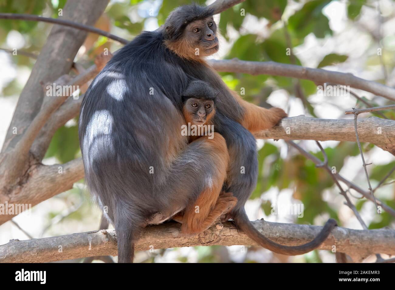 Temminck's western red colobus (Piliocolobus temminckii) female and baby sitting in tree, Gambia. Stock Photo