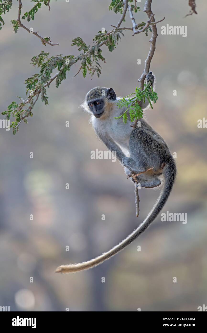 Green monkey (Chlorocebus sabaeus) swinging on branch, Gambia. Stock Photo