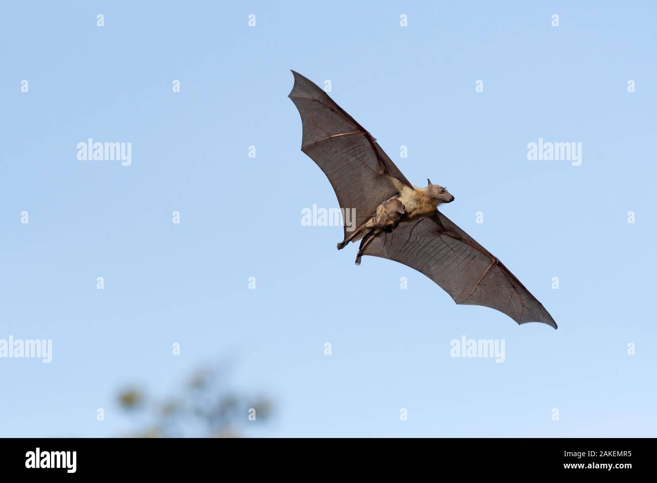 Straw-coloured fruit bat (Eidolon helvum), female flying carrying pup on front. Lamin, Gambia. Stock Photo