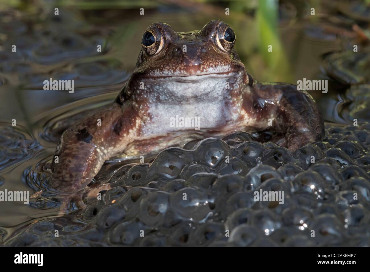 Common frog (Rana temporaria) among mass of frogspawn, Brasschaat, Belgium. March Stock Photo