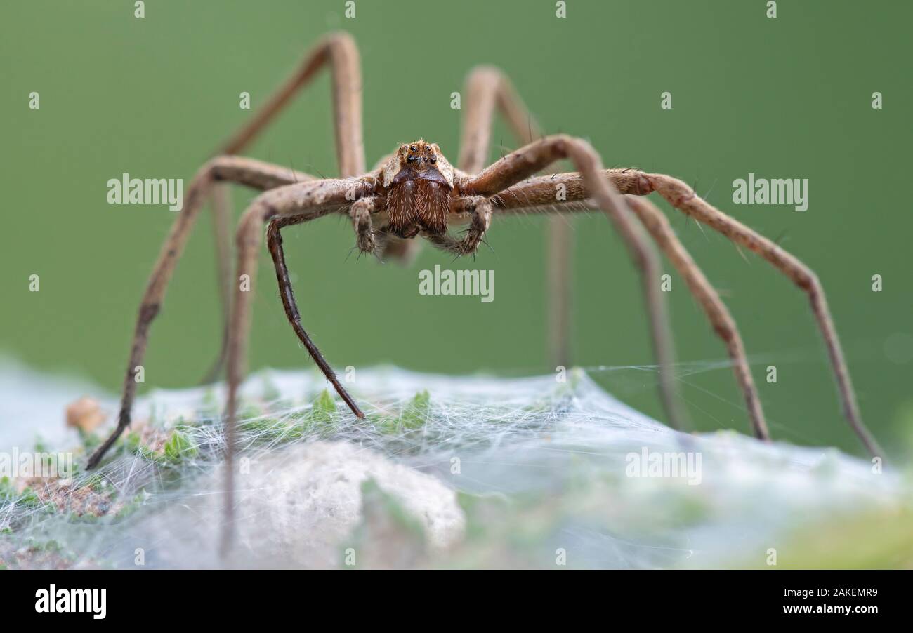 Nursery web spider (Pisaura mirabilis),Brasschaat, Belgium. July Stock Photo