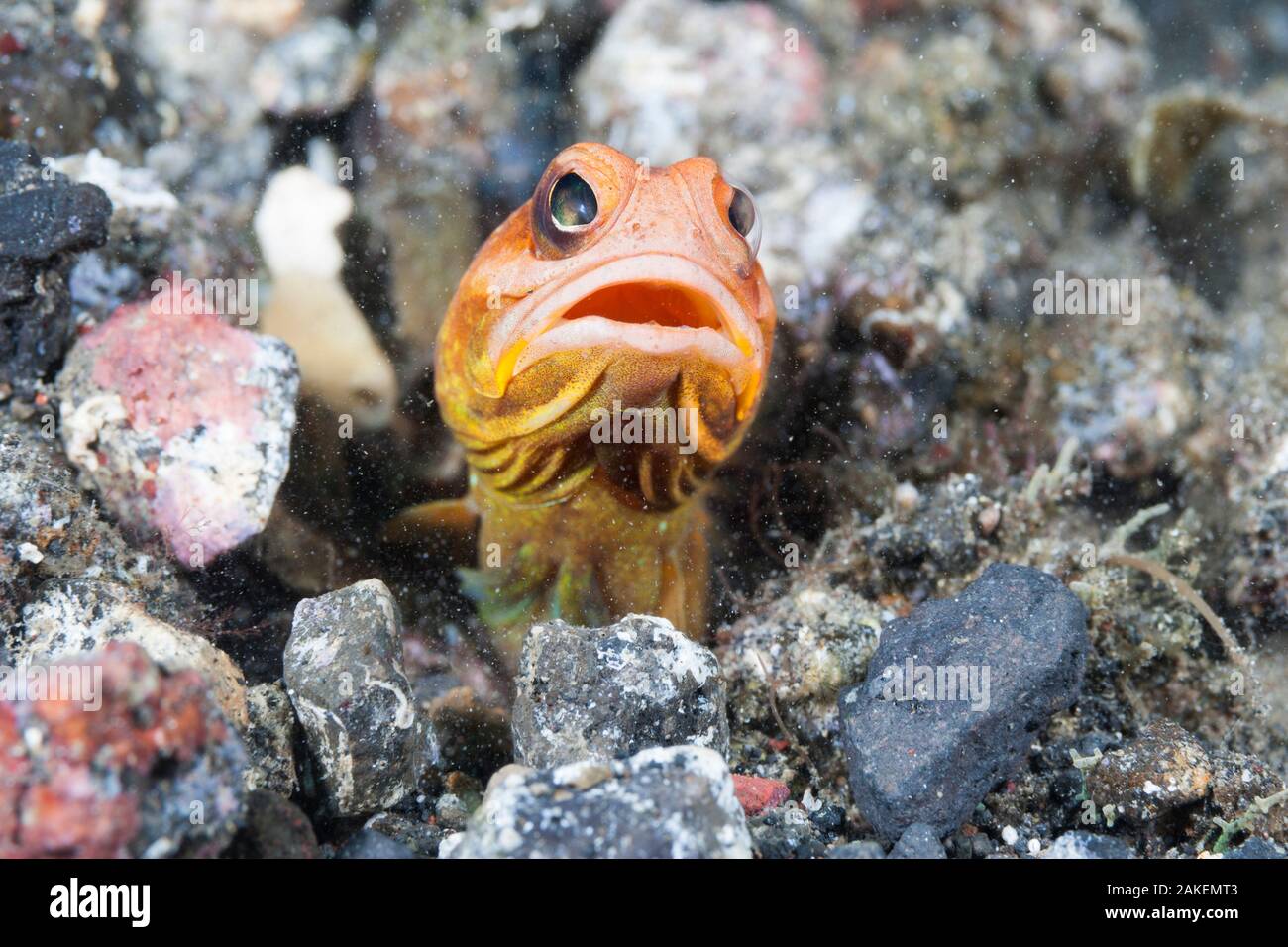Jawfish (Opistognathus sp) looking around after spitting out sand and rubble to maintain burrow. Lembeh Strait, Celebes Sea, North Sulawesi, Indonesia. Stock Photo
