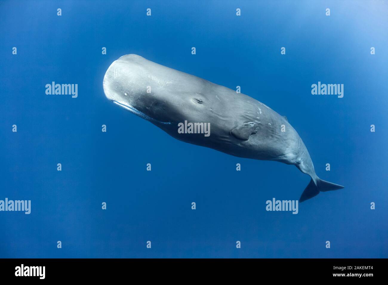 Sperm whale (Physeter macrocephalus), female. Roseau, Dominica, Caribbean Sea, Atlantic Ocean. Stock Photo