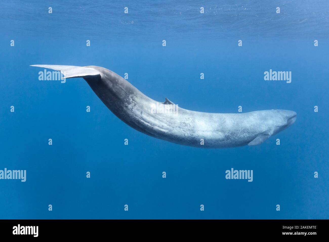 Blue whale (Balaenoptera musculus indica) in Indian Ocean, Mirissa, Matara, Sri Lanka. Stock Photo