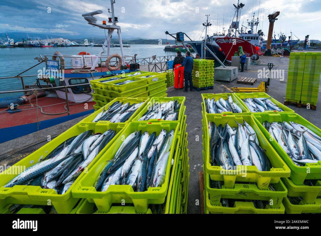 Fish catch in Santona Harbour, Santona, Victoria and Joyel Marshes Natural Park, Cantabria, Spain. March 2017. Stock Photo