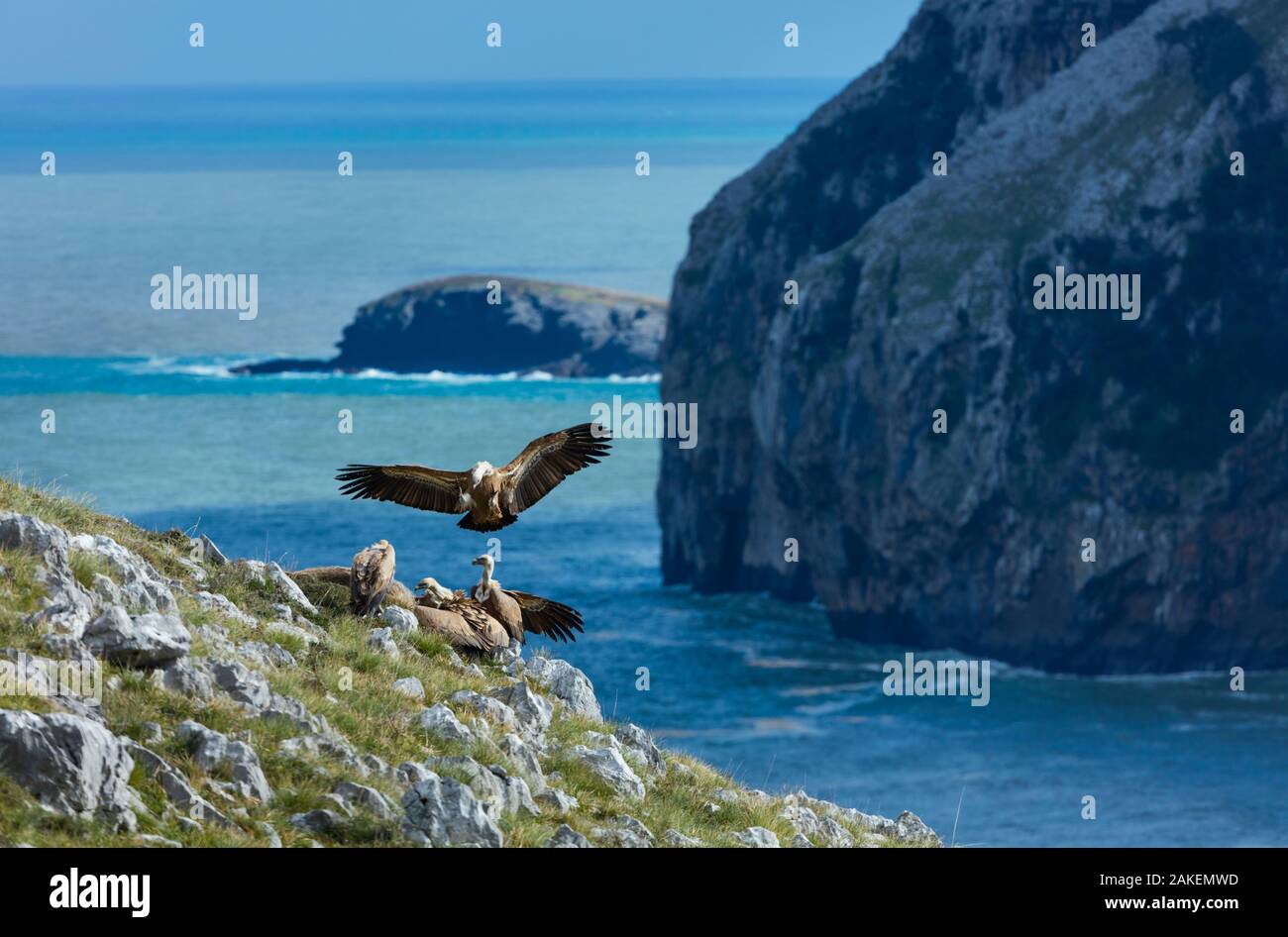 Griffon vulture (Gyps fulvus) landing amongst other vultures on cliff above sea, Liendo Valley within the Montana Oriental Costera, Cantabria, Spain. Stock Photo