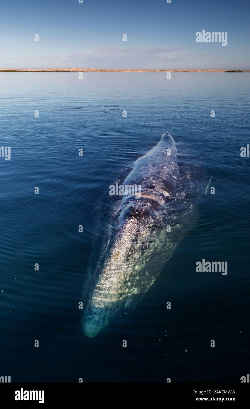 Grey whale (Eschrichtius robustus), Magdalena Bay, Baja California, Mexico, February Stock Photo