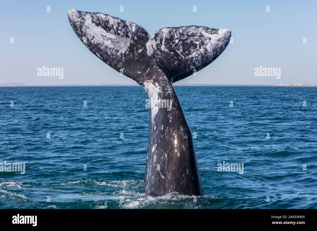 Grey whale (Eschrichtius robustus) tail, San Ignacio Lagoon, El Vizcaino Biosphere Reserve, Baja California, Mexico, March Stock Photo