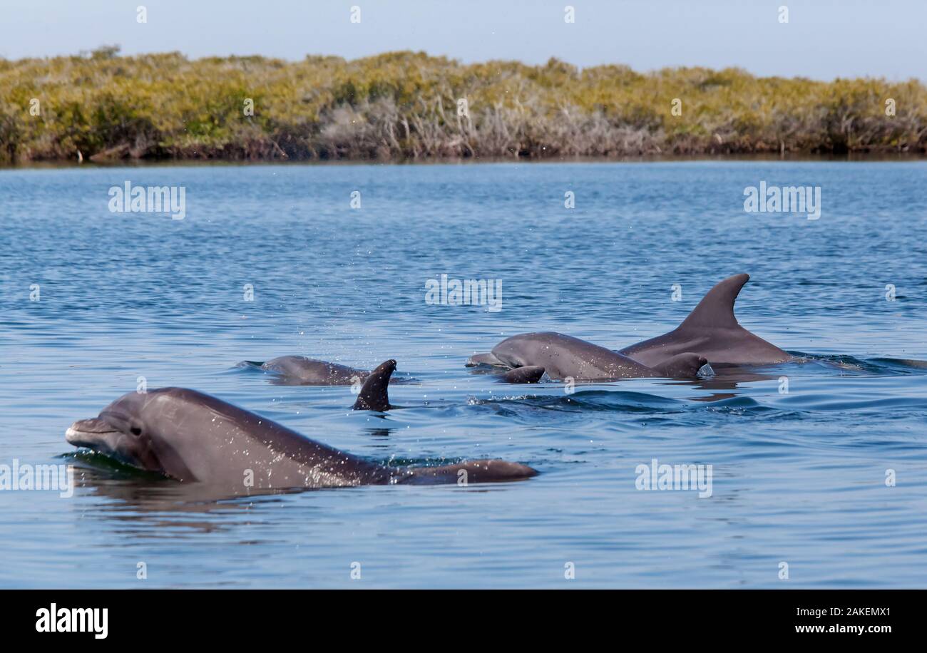 Bottlenose Dolphin (Tursiops truncatus) in mangrove canals, Bahia Magdalena, Baja California Peninsula, June Stock Photo