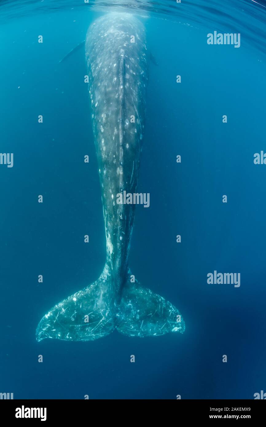 Grey whale (Eschrichtius robustus) tail, Magdalena Bay, Baja California, Mexico, February Stock Photo
