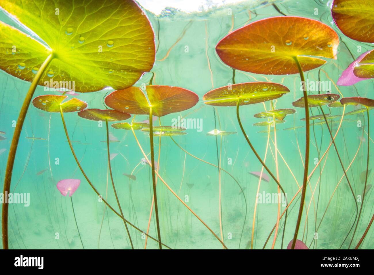 Underwater view of Waterlilies (Nymphaea alba) in a lake. Alps, Ain, France, June. Stock Photo