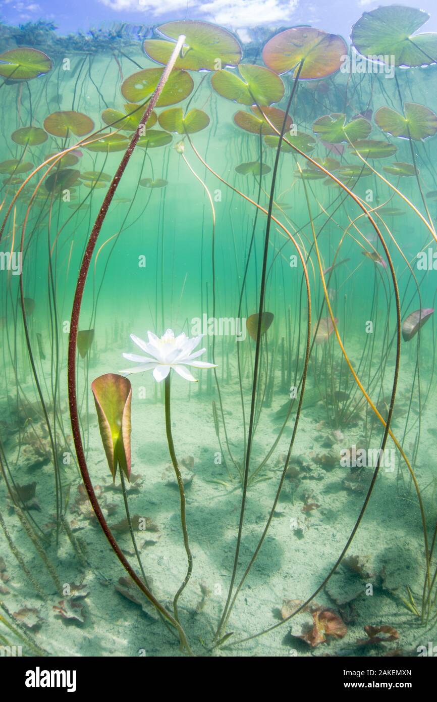 Waterlily (Nymphaea alba) flower which has opened underwater in a lake. Alps, Ain, France, June. Stock Photo