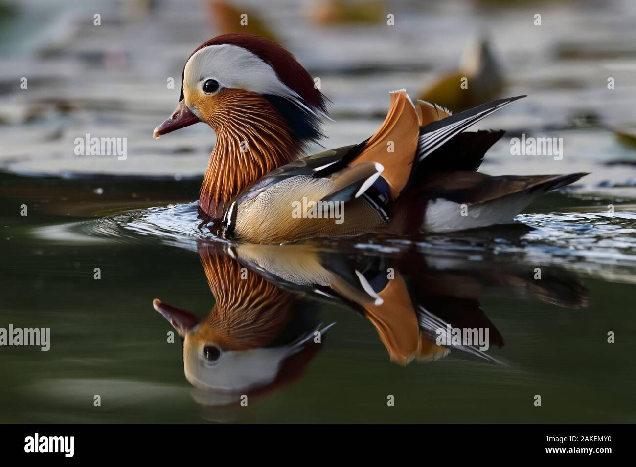 Mandarin duck (Aix galericulata) male swimming on water in the Beijing ...