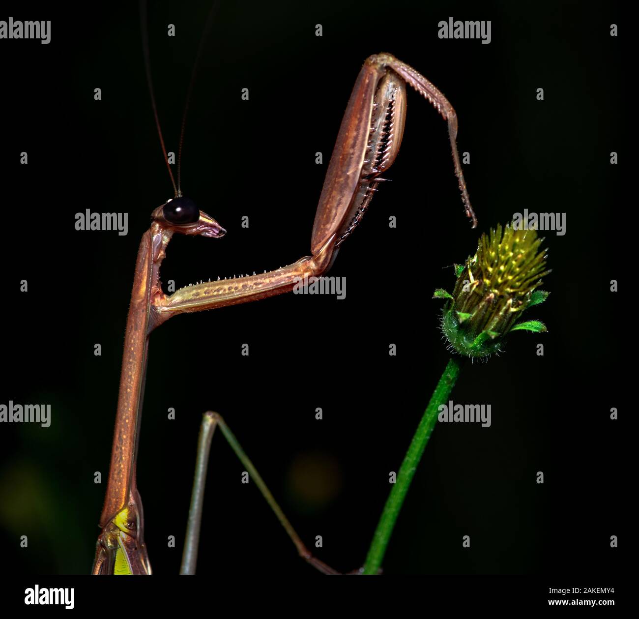 Praying mantis (Tenodera sp) on plant at night. Wuliangshan Nature Reserve, Jingdong, Yunnan Province, China. Stock Photo