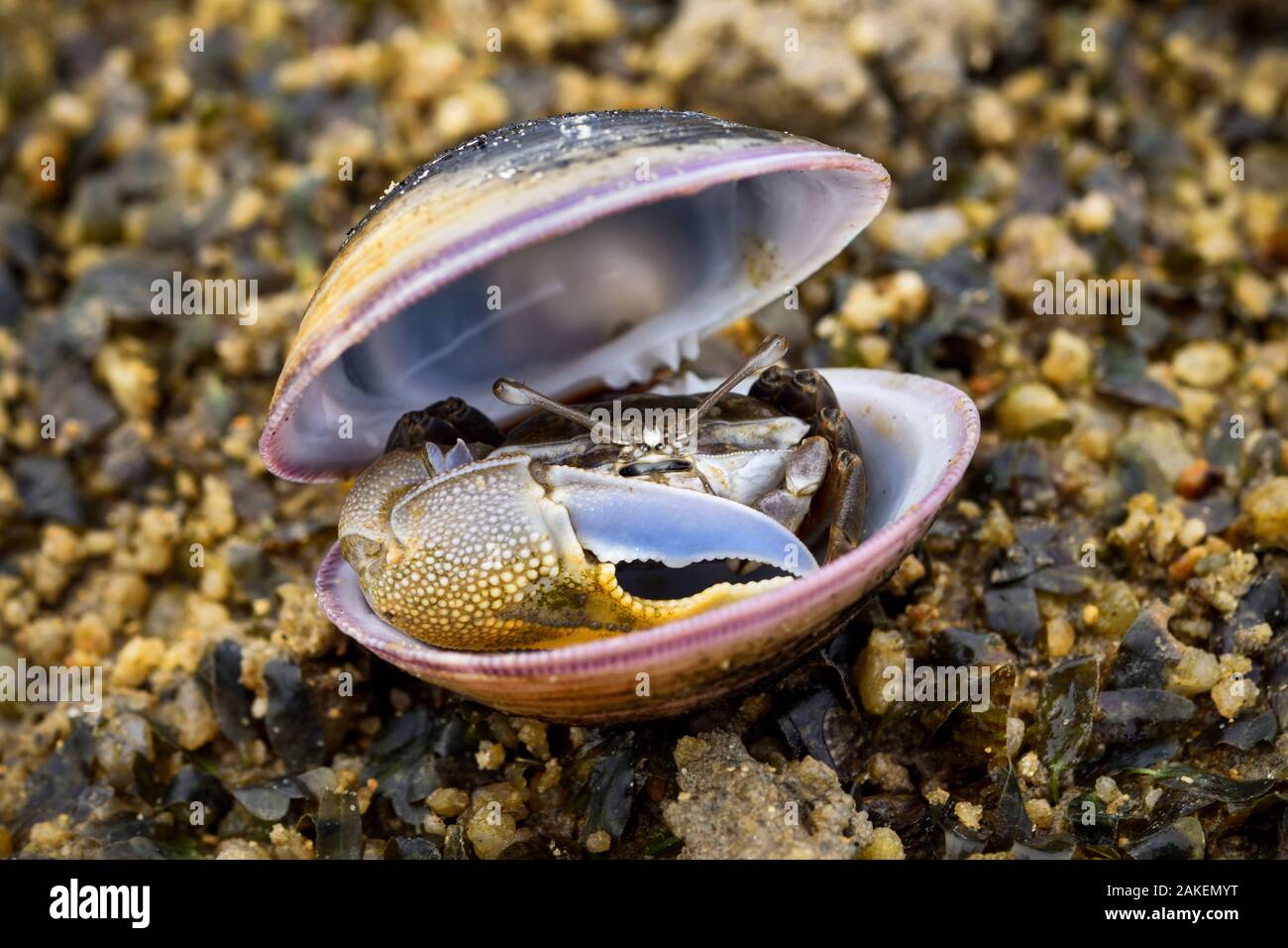 Fiddler crab (Uca) male, hiding in an old shell at Ha Pak Nai mudflat, Yuen Long District, Hong Kong, China. Stock Photo