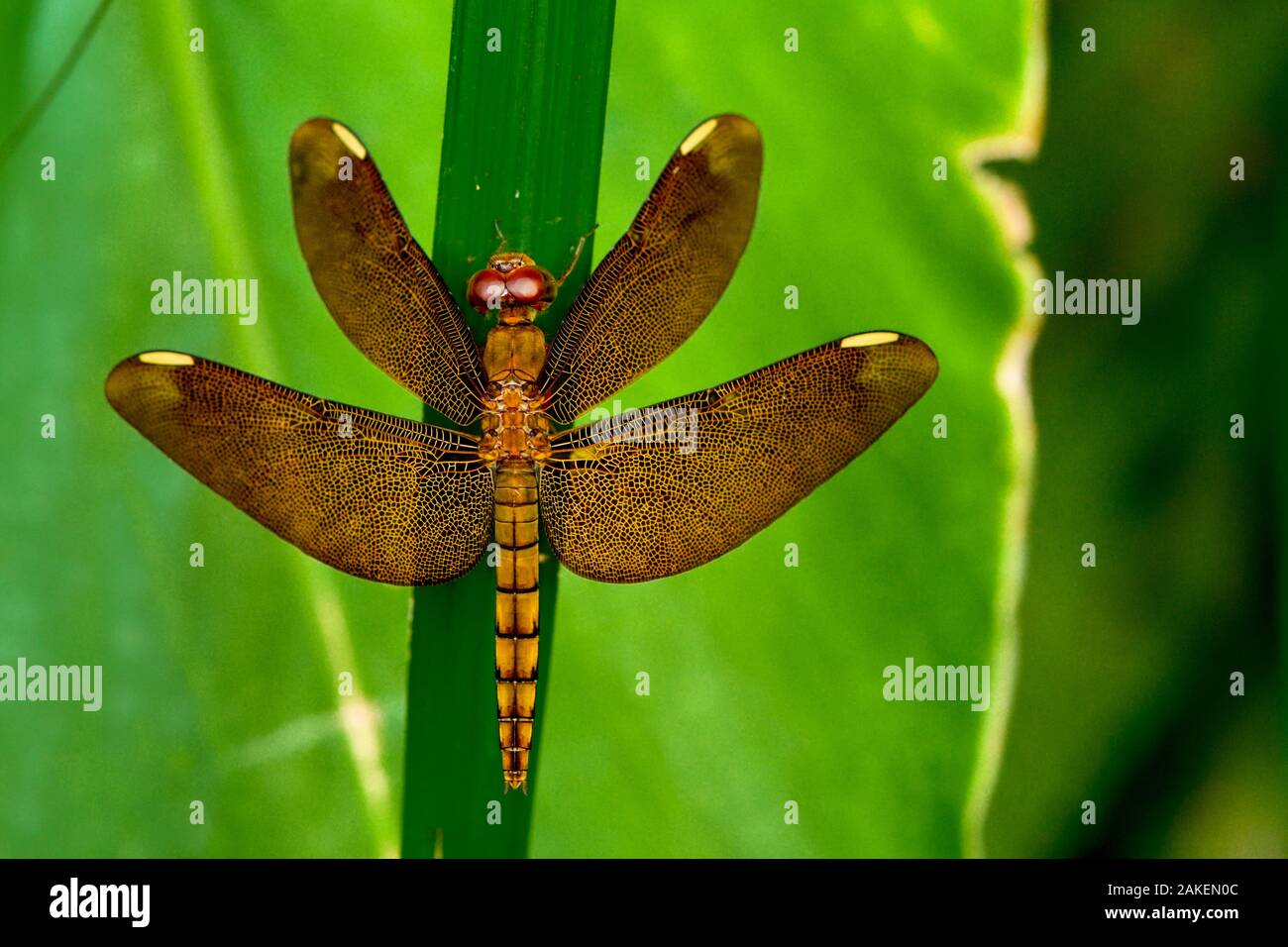 Fulvous forest skimmer, or Russet percher dragonfly (Neurothemis fulvia) female, Sai Kung, Hong Kong, China. Stock Photo